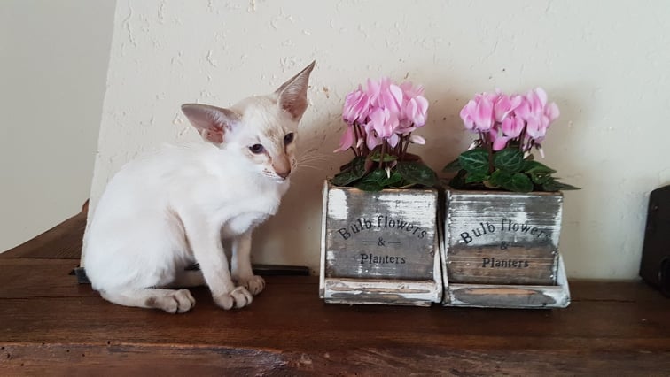 Famke van de Bomenweide