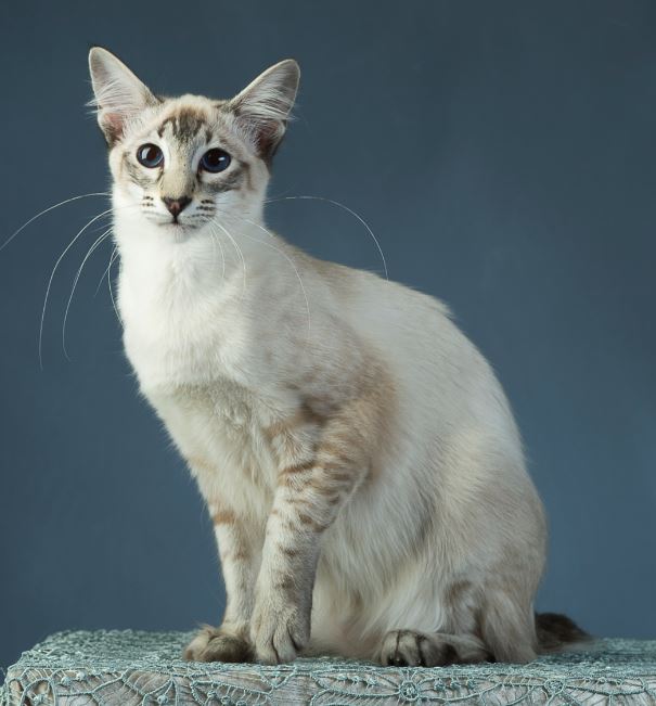 Almond Treacle of Noah's Ark