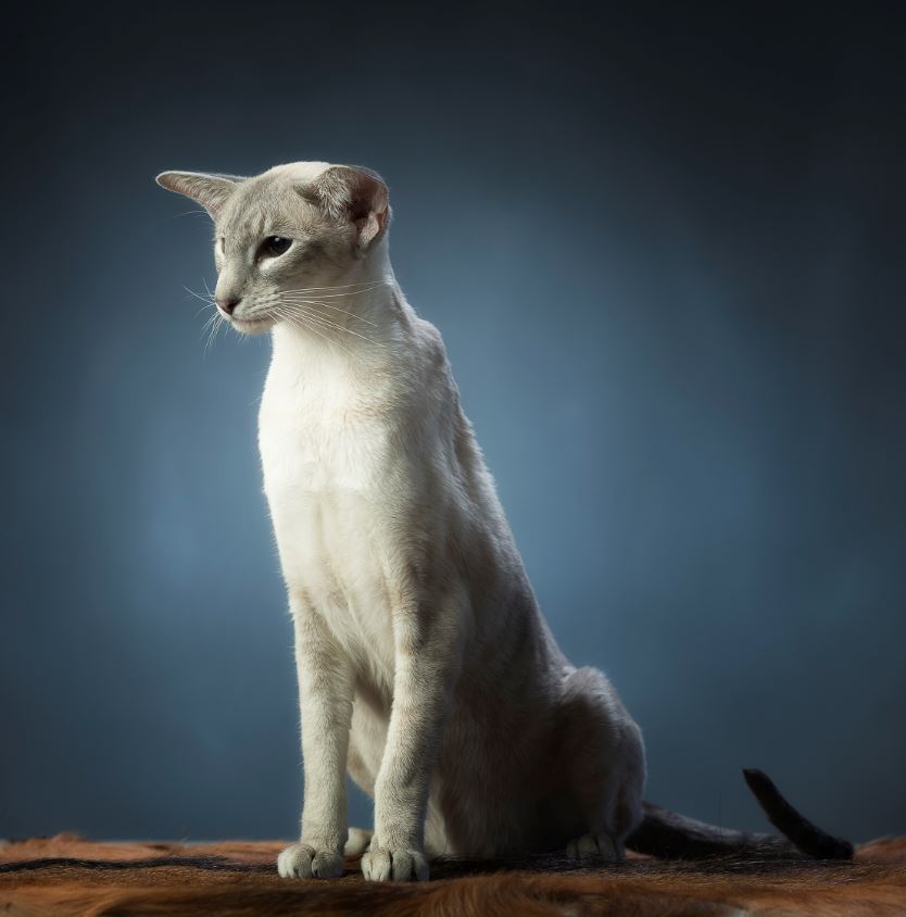 Samara von der Grunstiege